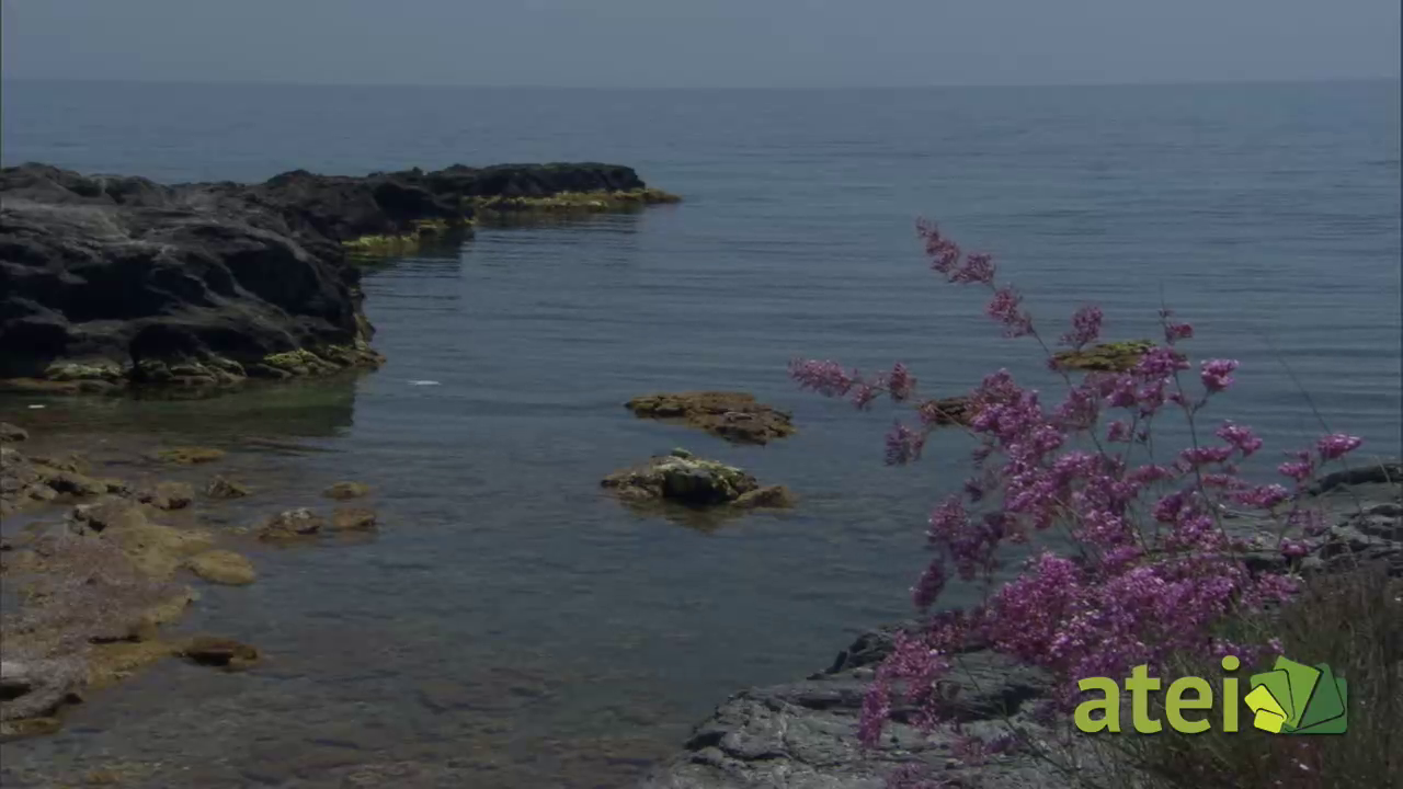 Mediterranea Viva