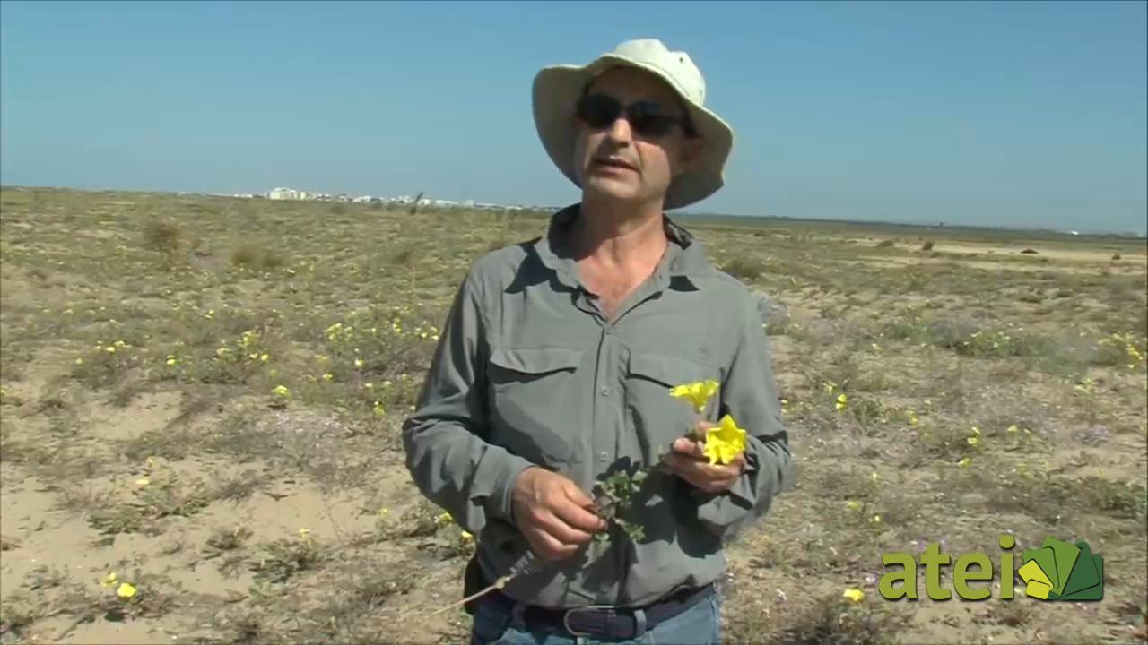 Una rubia mexicana invade el mundo oenothera  sobre dunas costeras