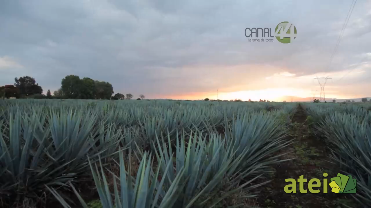 tequila1x02B2