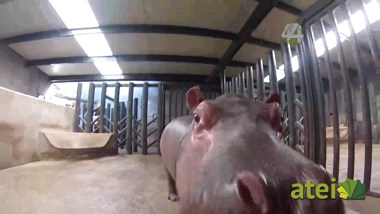 zoo1x75B3