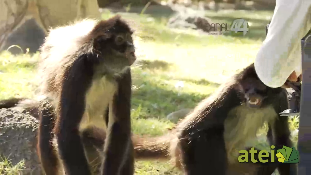 zoo1x78B2