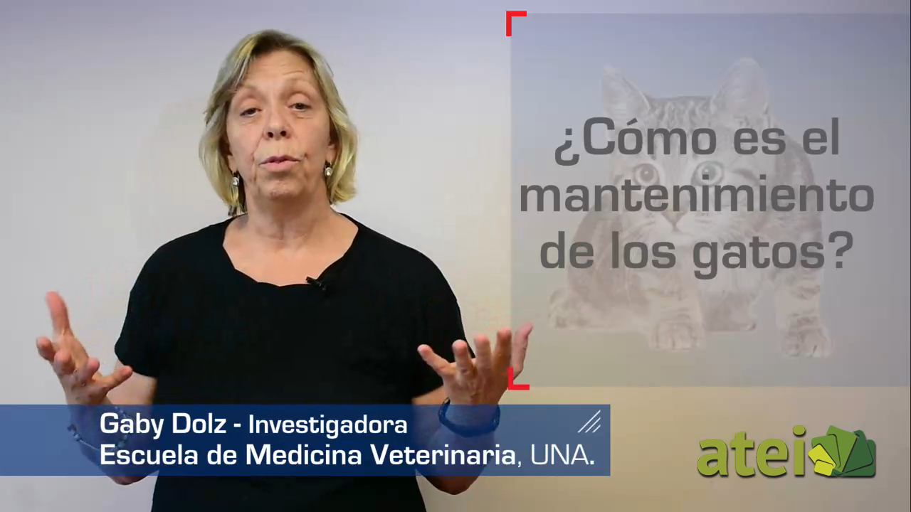 Capsulas consejos
