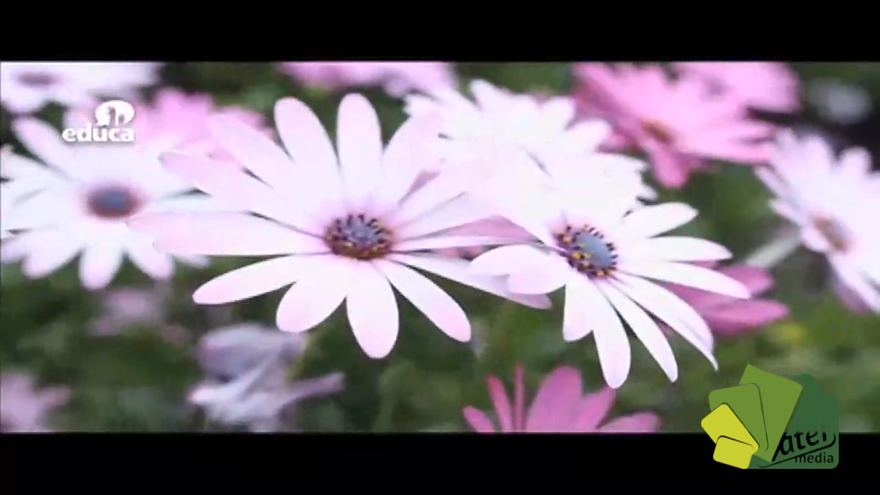 Atrapa sueños