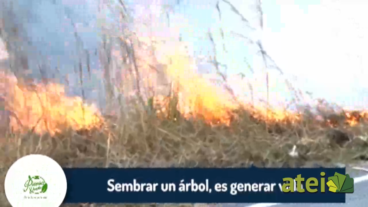 Piensa en Verde - 1 Cápsulas cuidado entorno