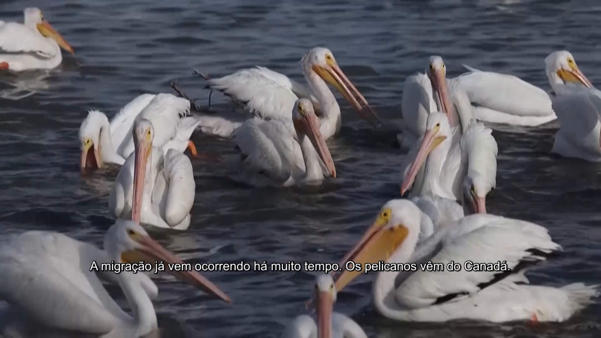 Boletim Científico e Cultural da NCC (425 - 431)
