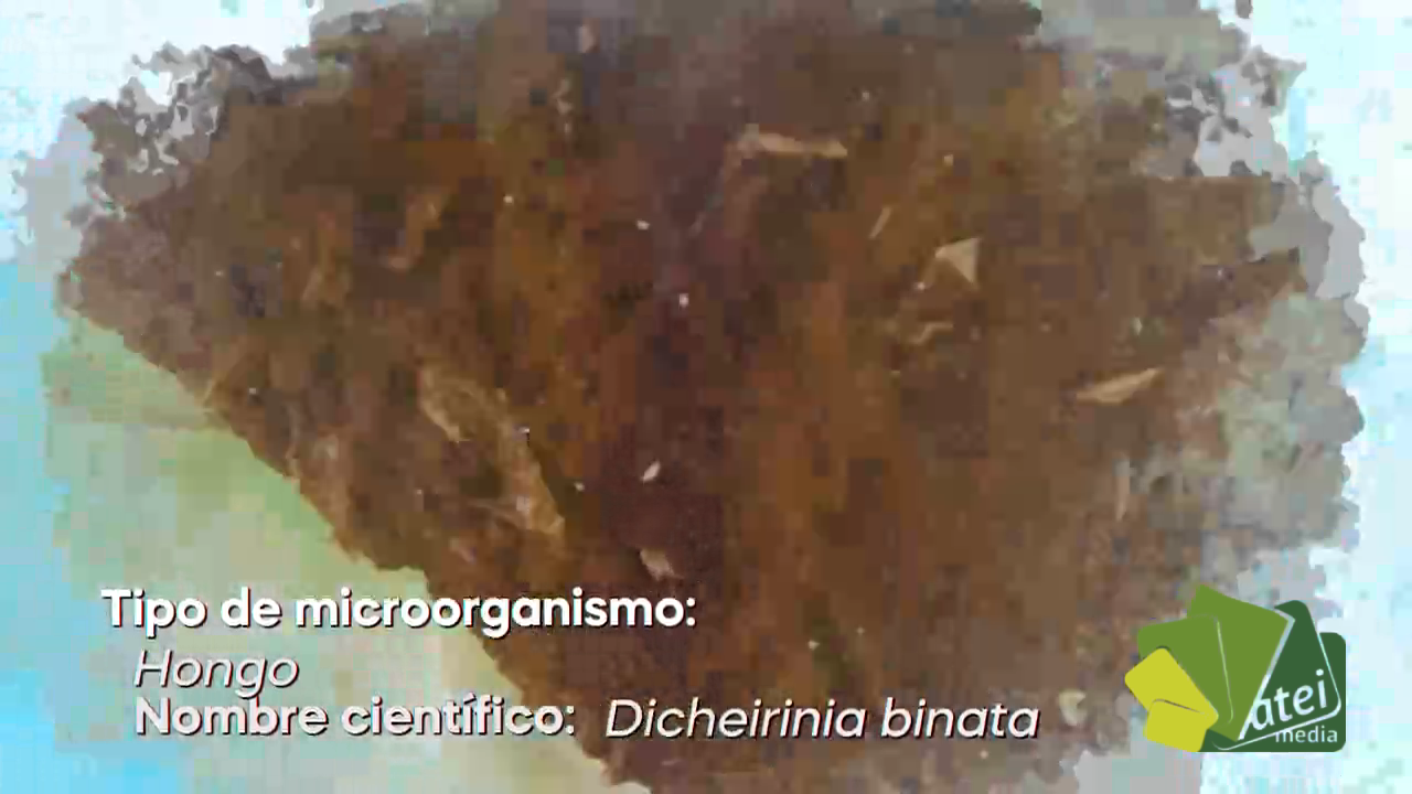 CAPITULO 5  MICROORGANISMOS - BLOQUE 3