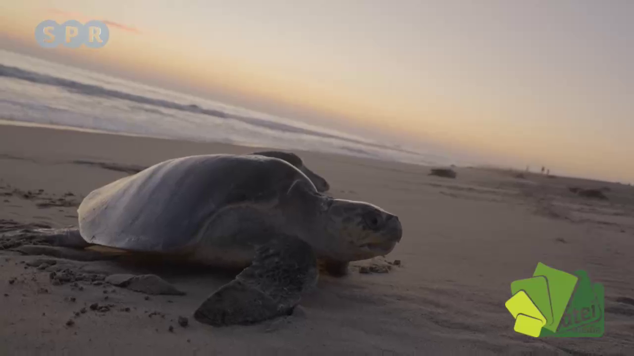 Mundo tortuga