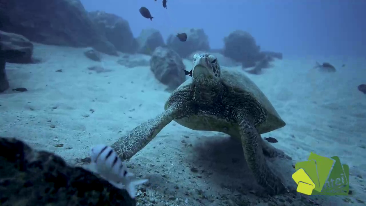 TORTUGAS MARINAS:  DE COSTA RICA A CHILE 